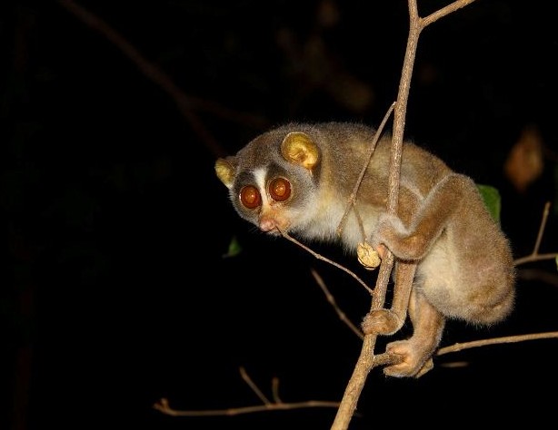 Sri Lanka's rich biodiversity