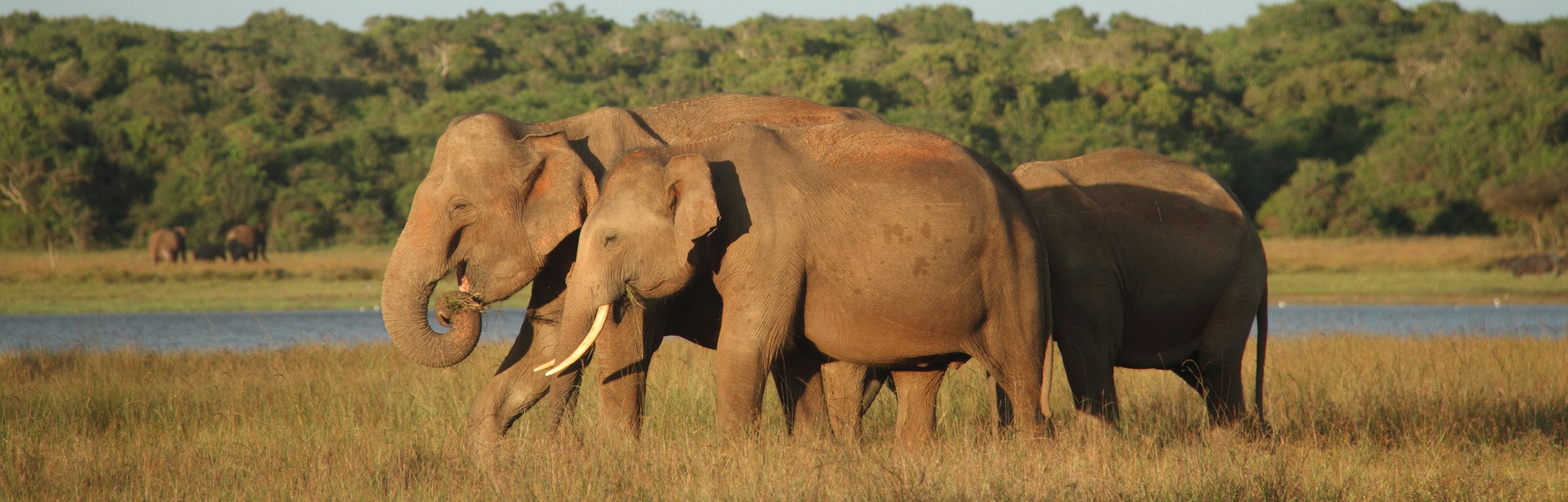 Elephant Conservation