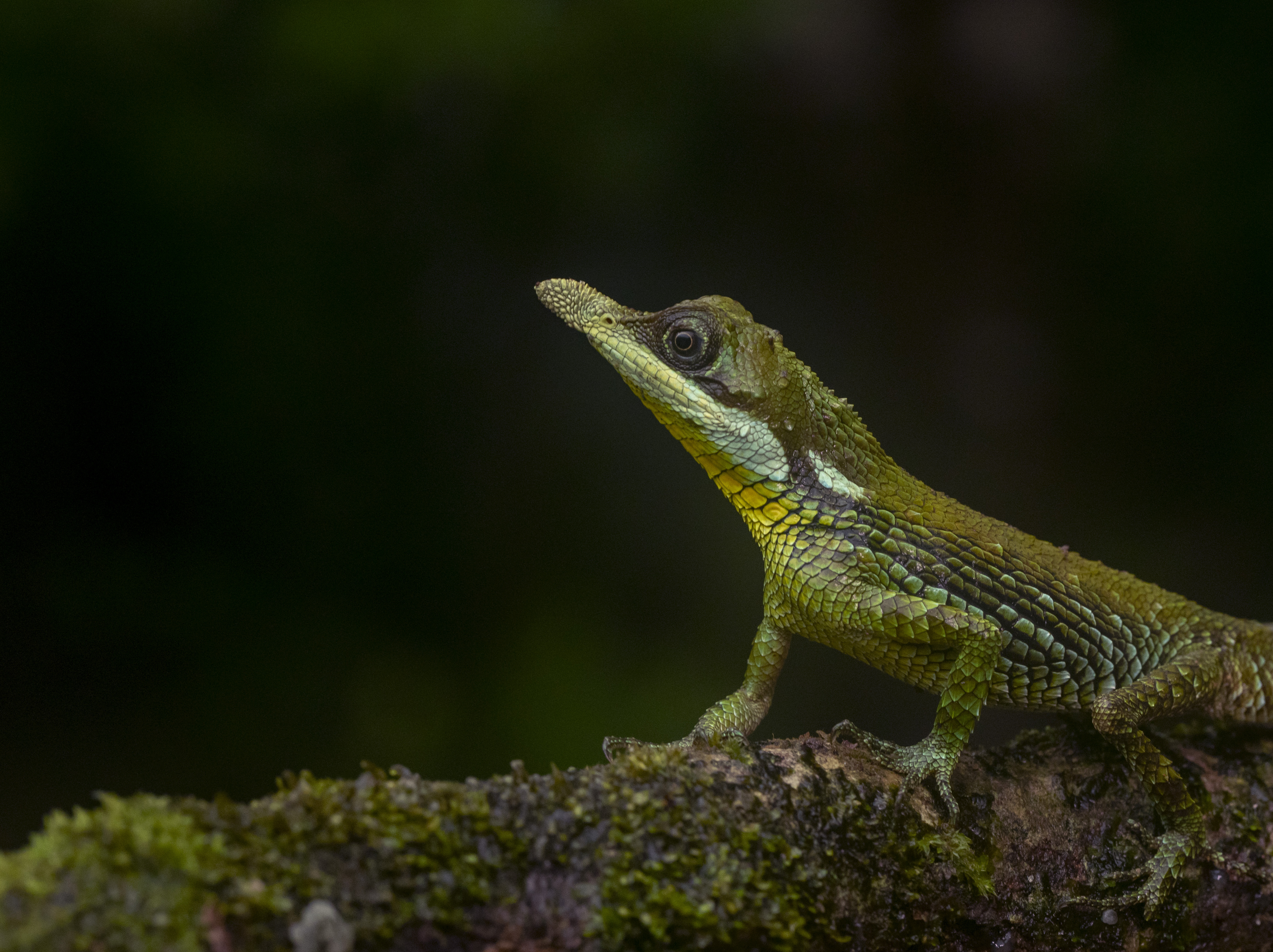 Sri Lanka's rich biodiversity