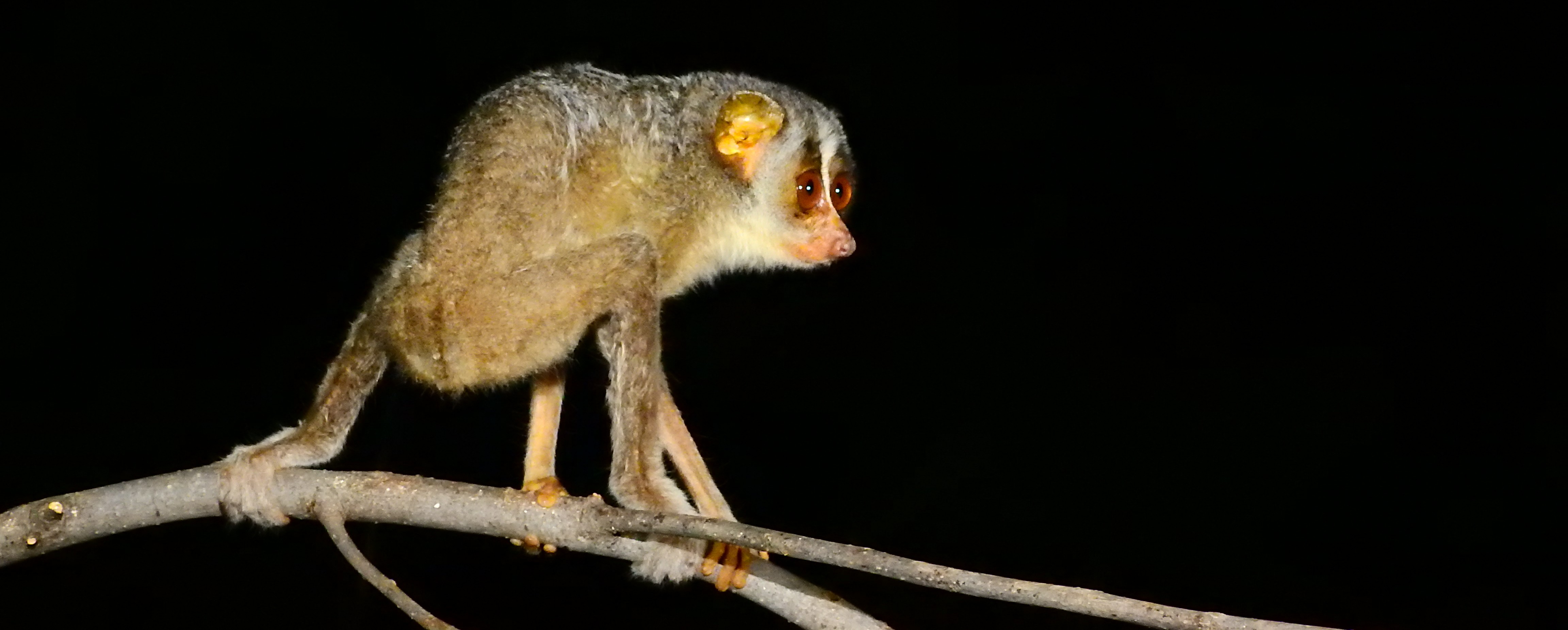 Yan Oya Animal Rescue