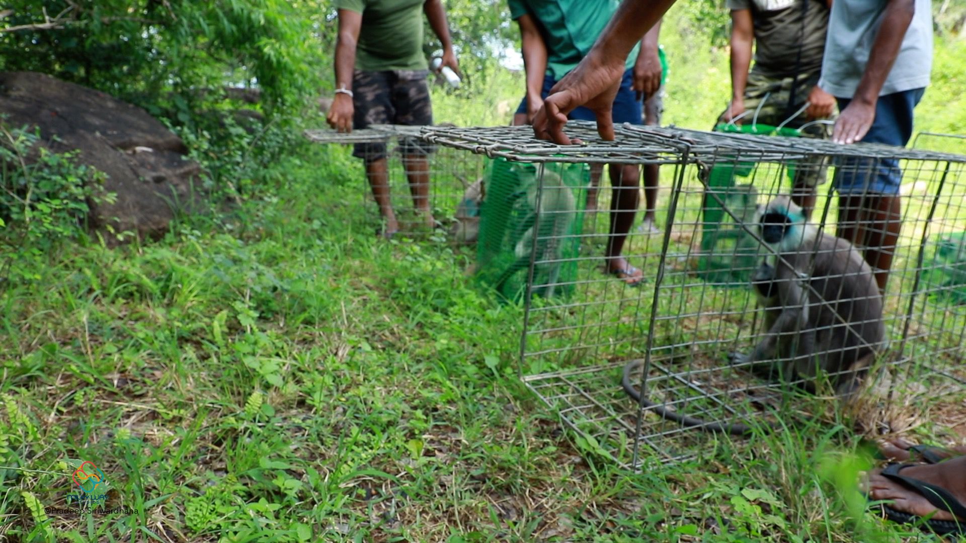 Yan Oya Animal Rescue