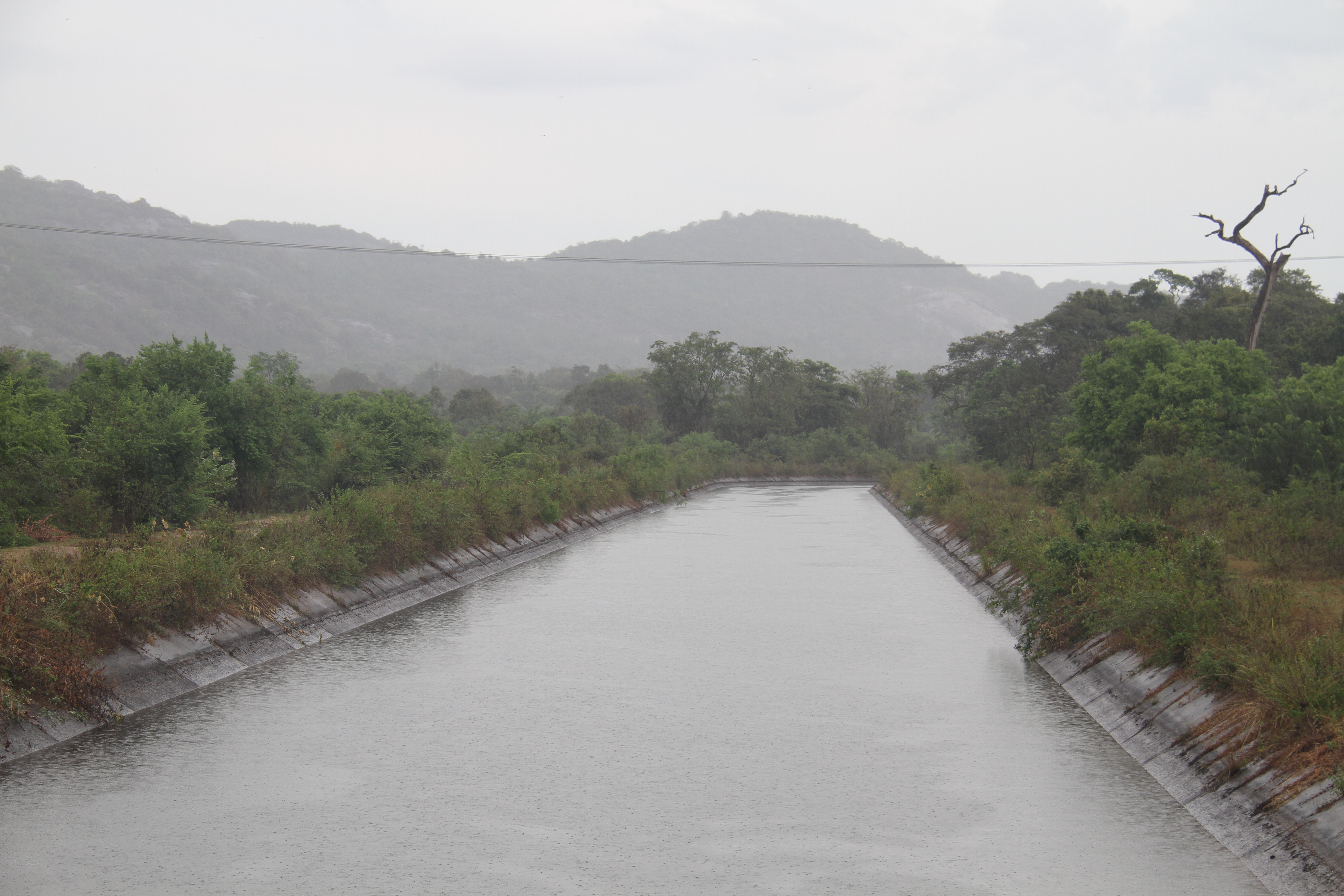 Elephants near ZD Canal
