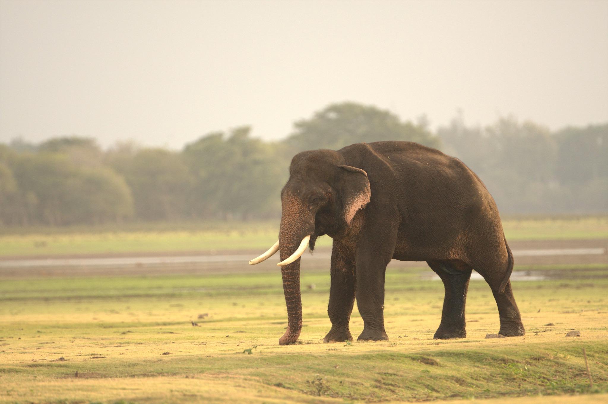 Elephant in fragmented landscape