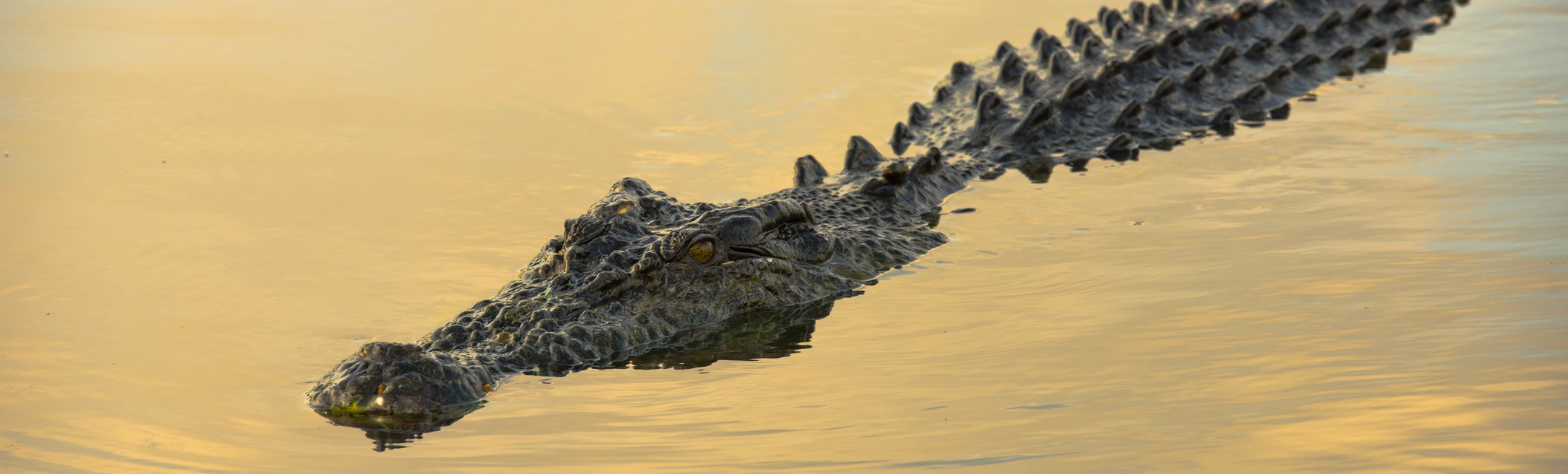 Human-Crocodile Conflict